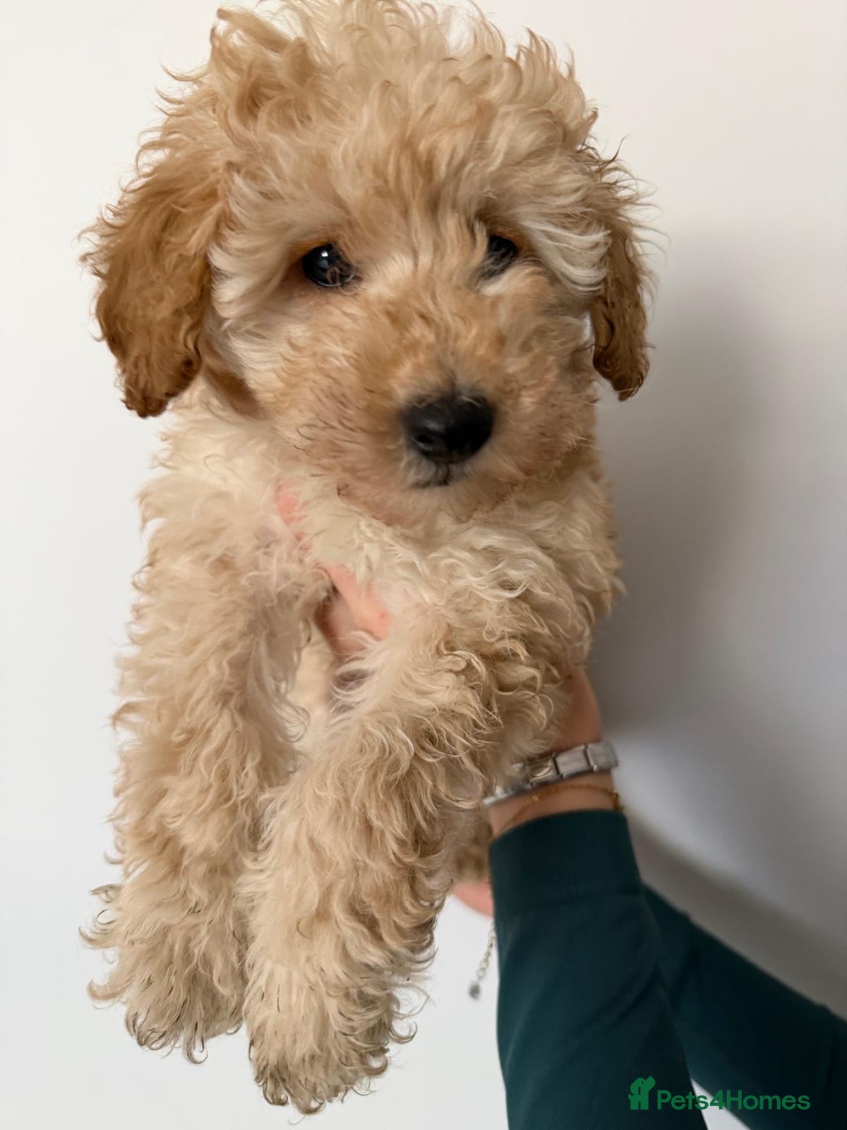 Toy Poodle dogs Toy poodle  - Advert 2