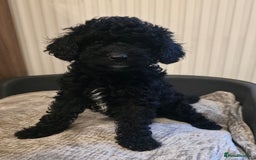 Cavapoo dogs for sale: Miniature cavapoo f1bb puppies - Image 23