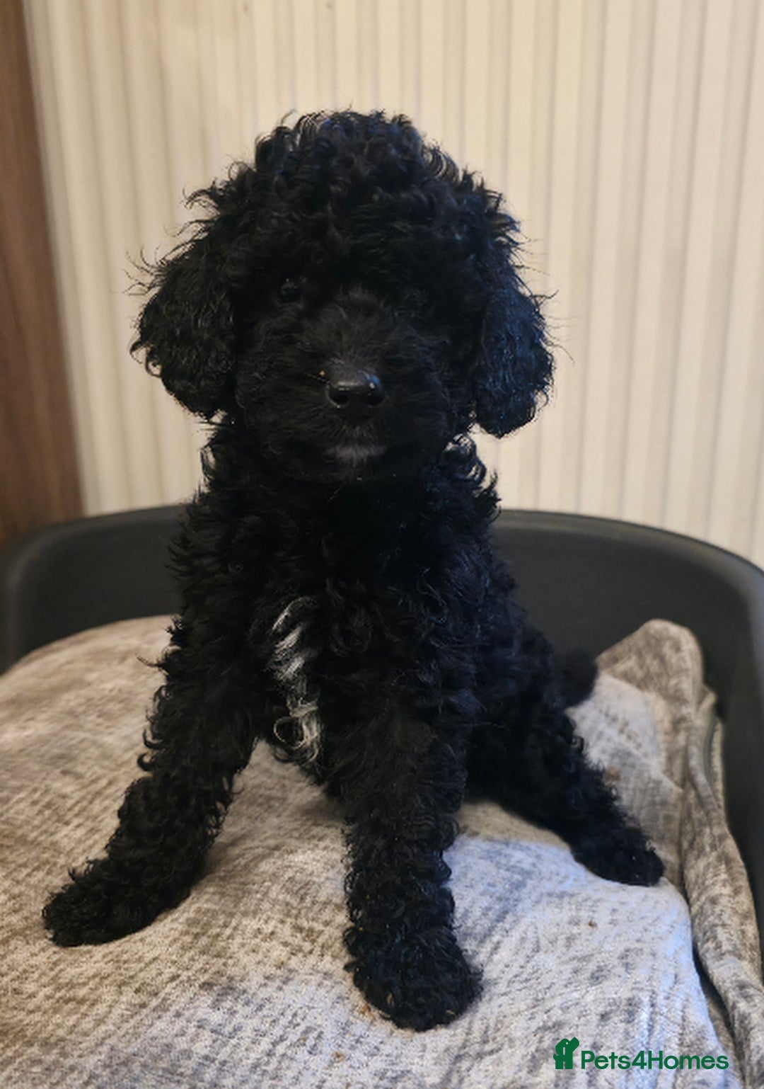 Cavapoo dogs for sale: Miniature cavapoo f1bb puppies - Image 23