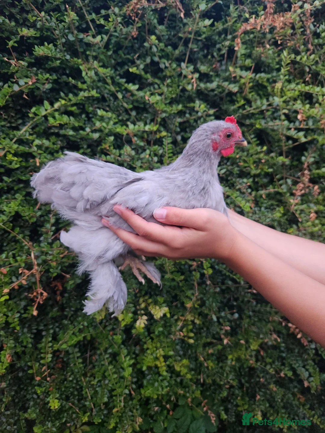 Chickens poultry for sale: Lavender pekin young cockerel FREE - Advert 1