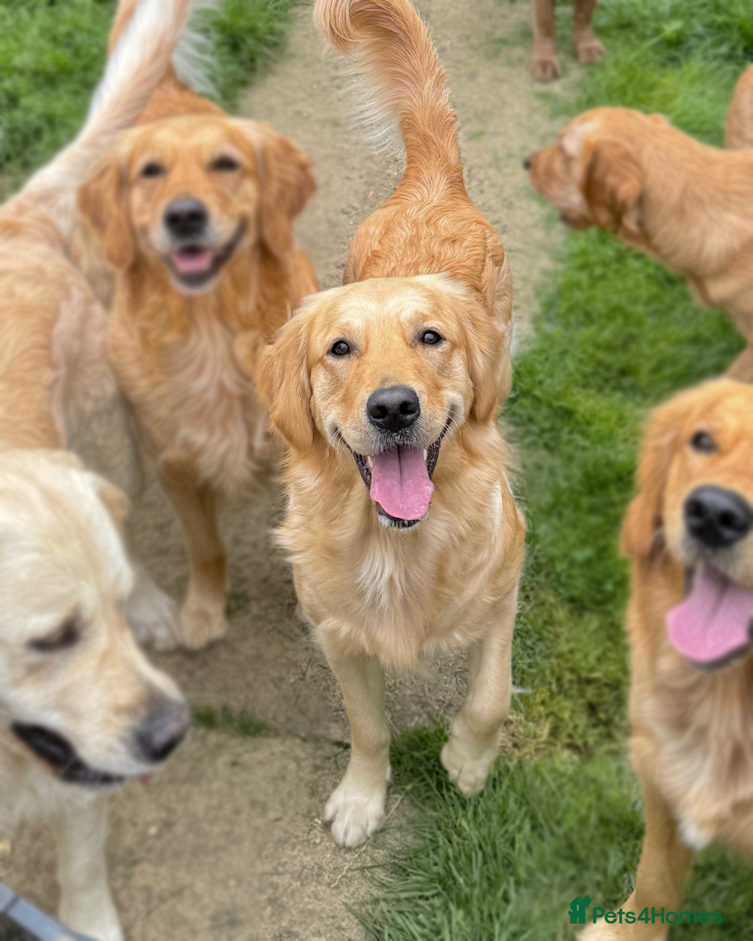 Golden Retriever dogs for sale: [KC Pure Pedigree] Family Raised GR Puppies - Image 4