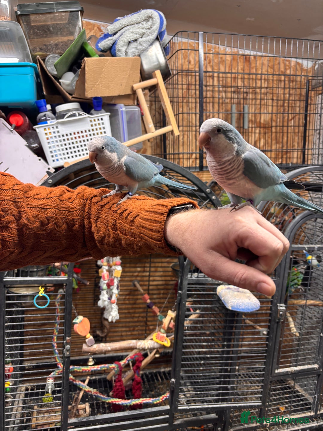 Parrots birds for sale: Pair of Quaker parrots  - Advert 2