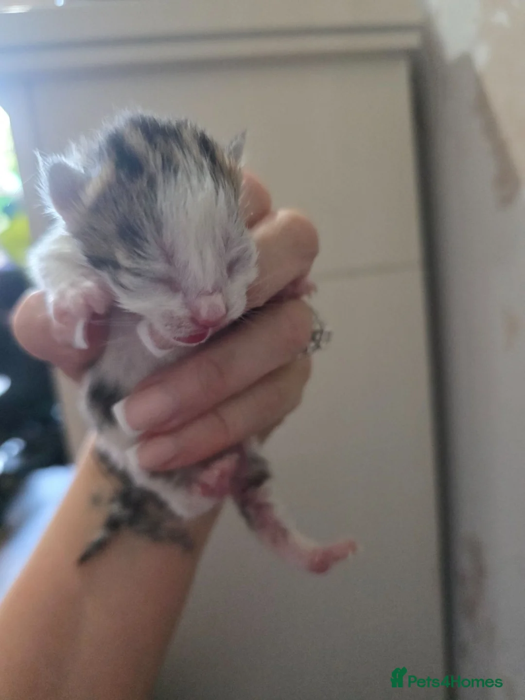 Persian cats for sale: Persian x British shorthair  - Advert 12