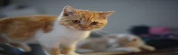 British Shorthair cats for sale: British shorthair kittens  - Advert 5