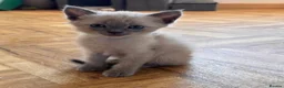 Siamese cats for sale: Beautiful Siamese x Persian kittens ready to go - Advert 21