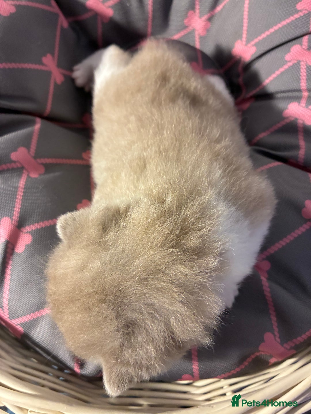 British Shorthair cats for sale: 5 BSH TICA REGISTERED KITTENS - Advert 10