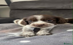 Cocker Spaniel dogs for sale: Cocker Spaniel Puppy’s  - Image 9