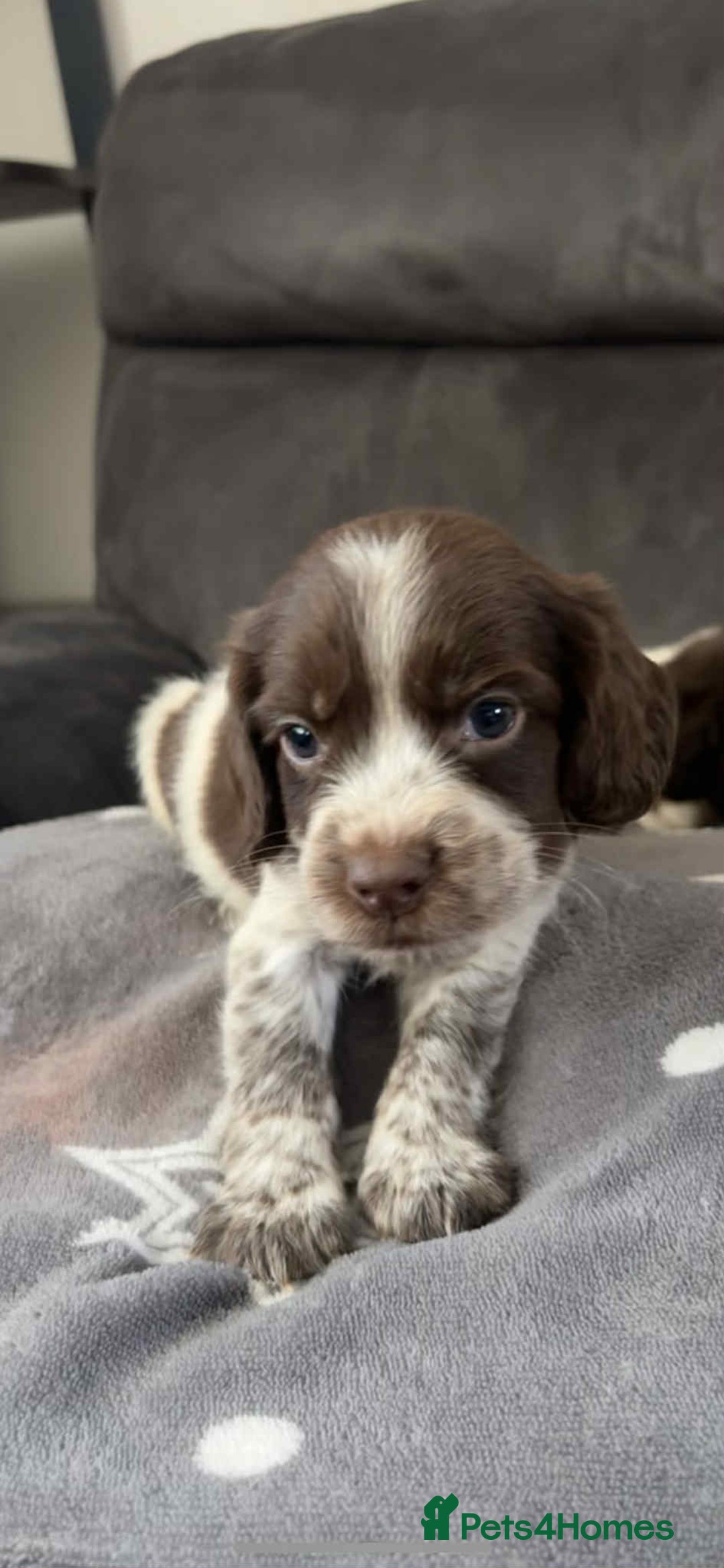 Cocker Spaniel dogs for sale: Cocker Spaniel Puppy’s  - Image 9