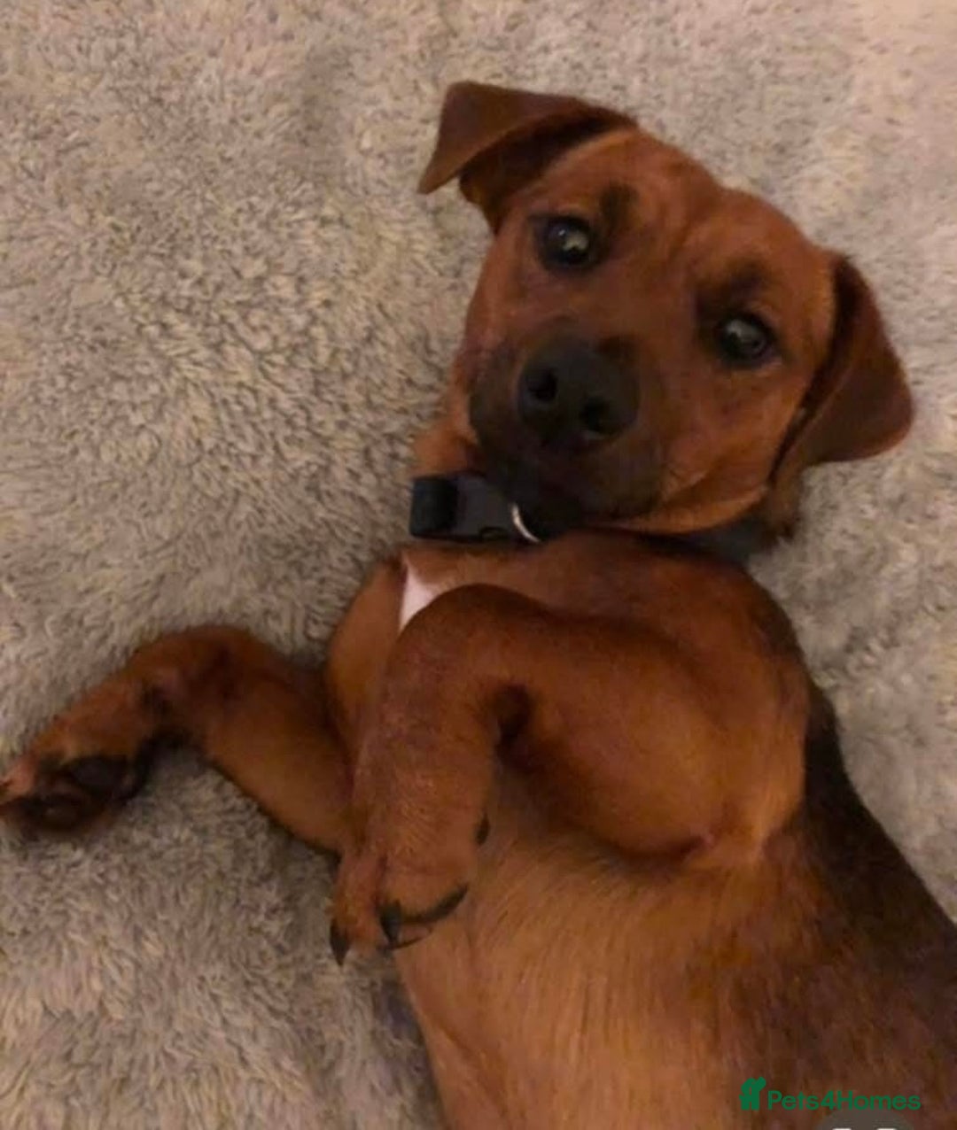 Jug dogs for sale: Jug Puppies  - Advert 4