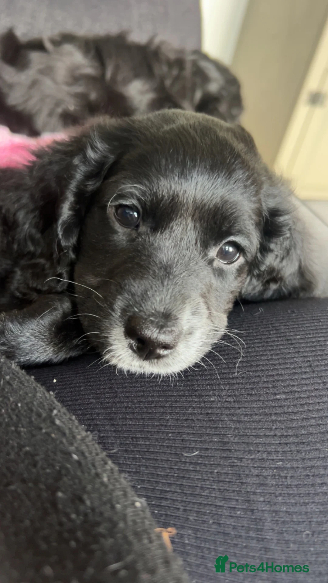 Cockapoo dogs for sale: Male and female cockapoo puppy’s  - Advert 5