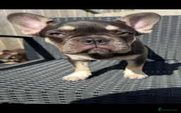 French Bulldog dogs for sale: Beautiful French bulls  - Image 13