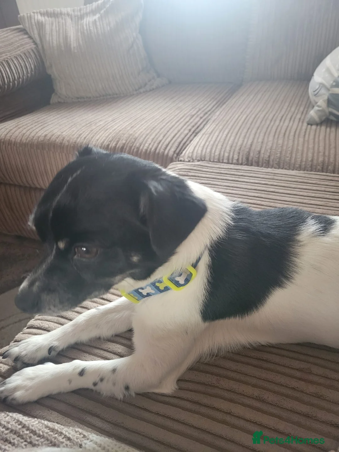 Mixed Breed dogs for sale: Jack Russell x chihuahua  - Advert 6