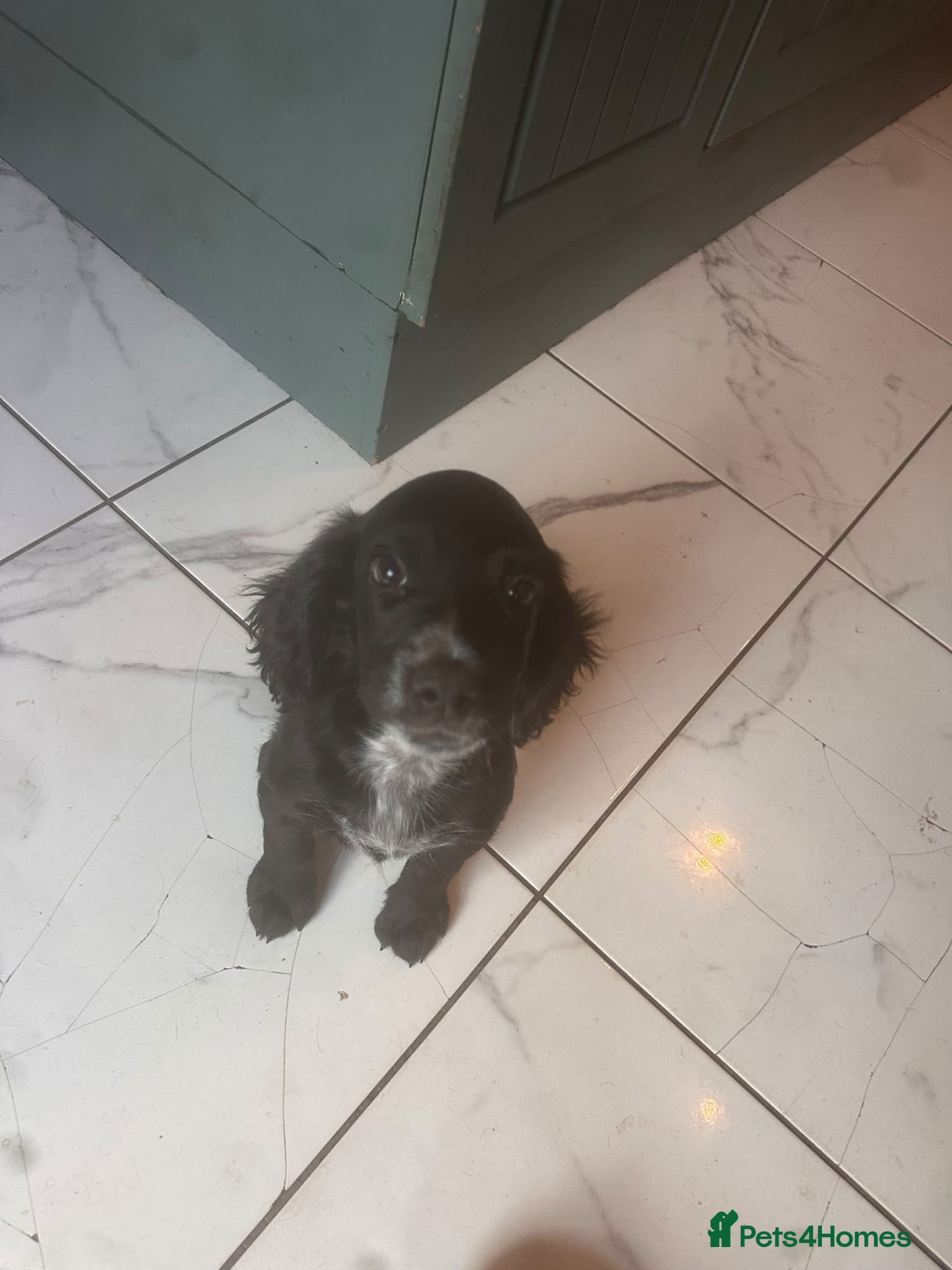 Sprocker dogs Sprocker pups for sale - Advert 2