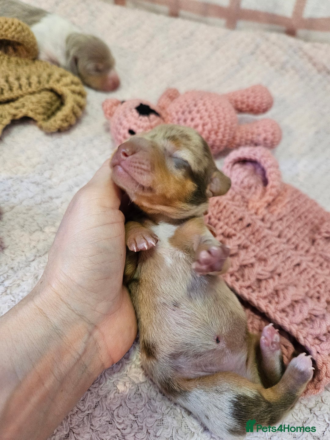 Miniature Dachshund dogs for sale: Stunning KC miniaturedachshunds KC - Advert 18