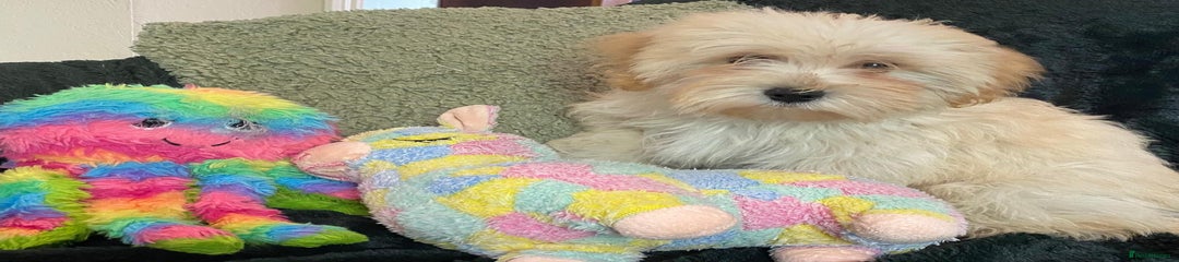 Maltipoo Puppy 7
