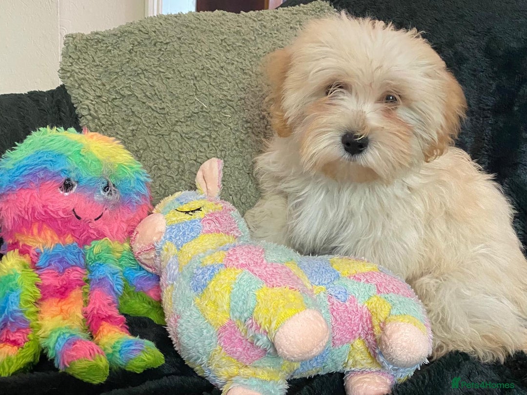 Maltipoo dogs for sale: maltipoo puppies for sale  - Image 29