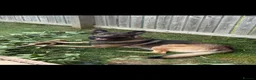 Mixed Breed dogs for sale: German shepherd x Belgian Malinois  - Advert 4