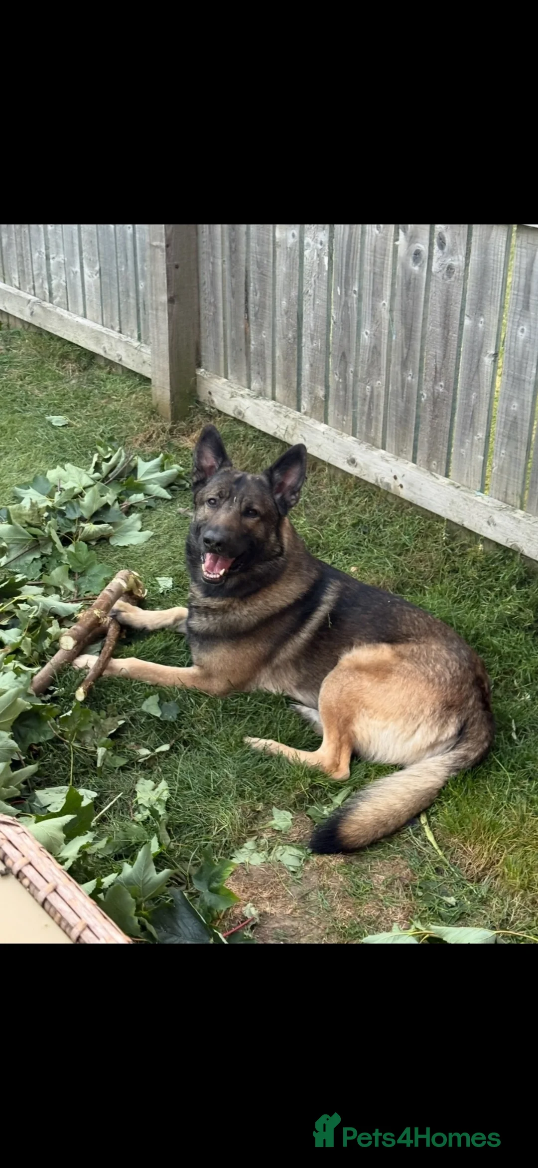 Mixed Breed dogs for sale: German shepherd x Belgian Malinois  - Advert 4