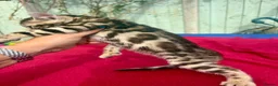 Keetso cats for sale: Superb rare polydactyl curled eared keetsos  - Advert 10