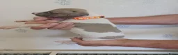 Whippet dogs for sale: Beautiful RKC Registered Puppies - Advert 24