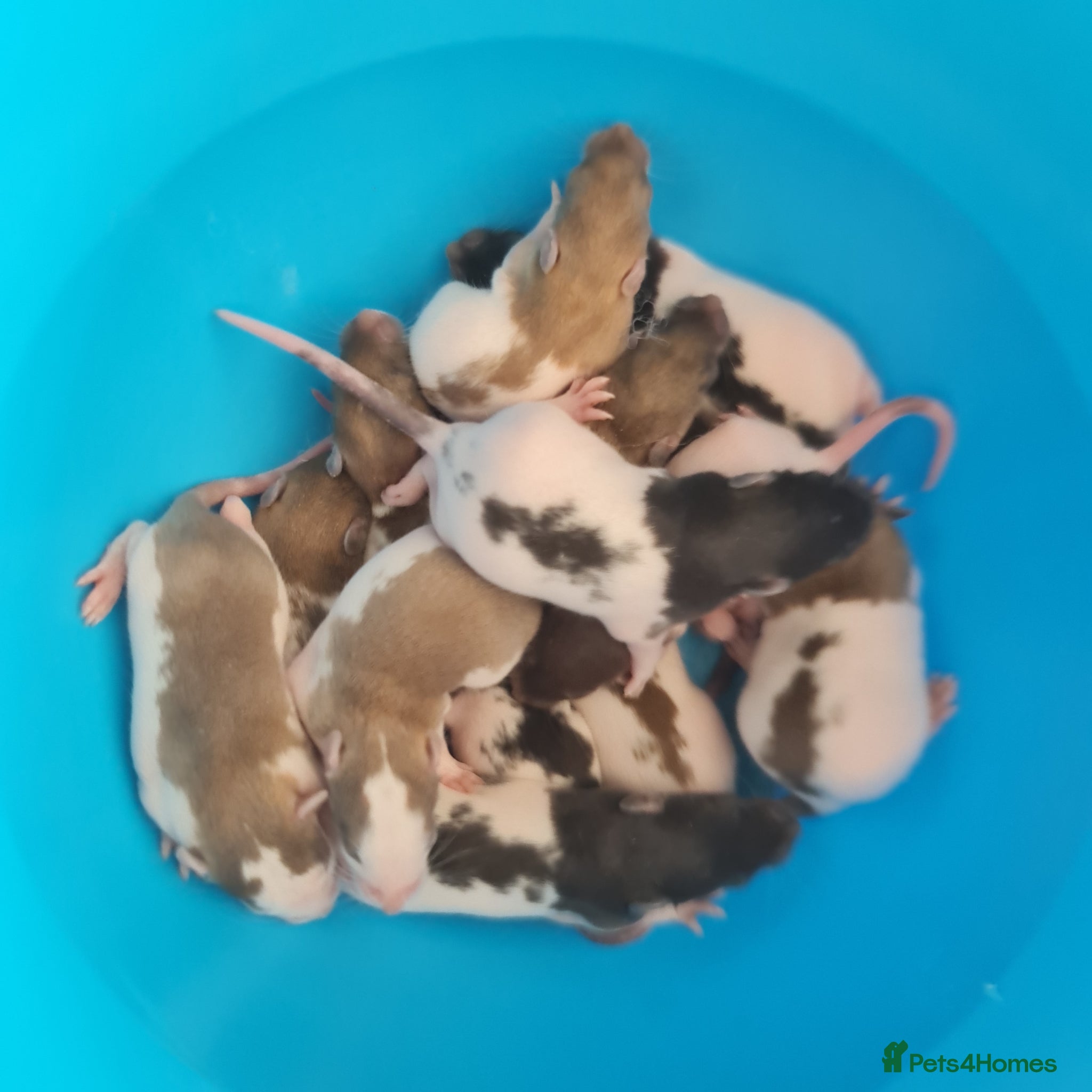 Rat rodents Baby rats looking for forever loved home  - Advert 2
