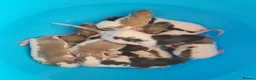 Rat rodents for sale: Baby rats looking for forever loved home  - Advert 10
