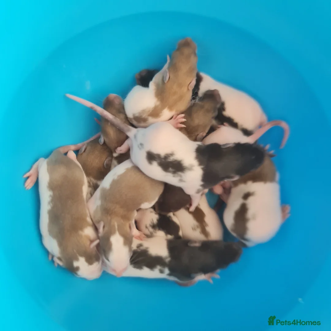 Rat rodents for sale: Baby rats looking for forever loved home  - Advert 10