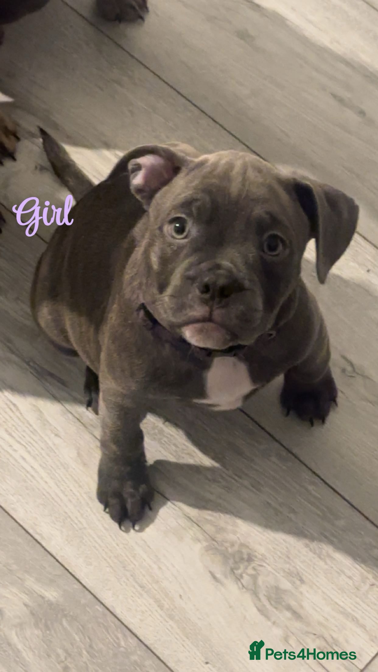 Mixed Breed dogs Frenchi x Pocket bully  - Advert 4