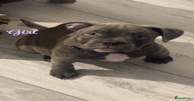 Mixed Breed dogs - Advert 1