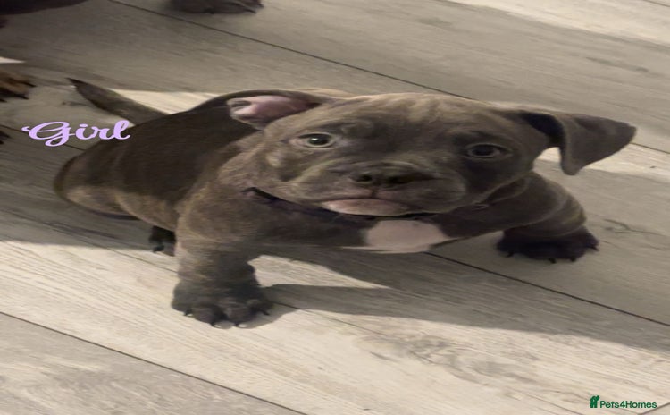 Mixed Breed dogs - Advert 1