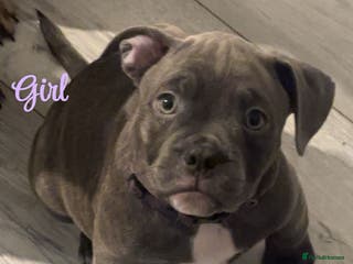 Mixed Breed dogs Frenchi x Pocket bully - Advert 1