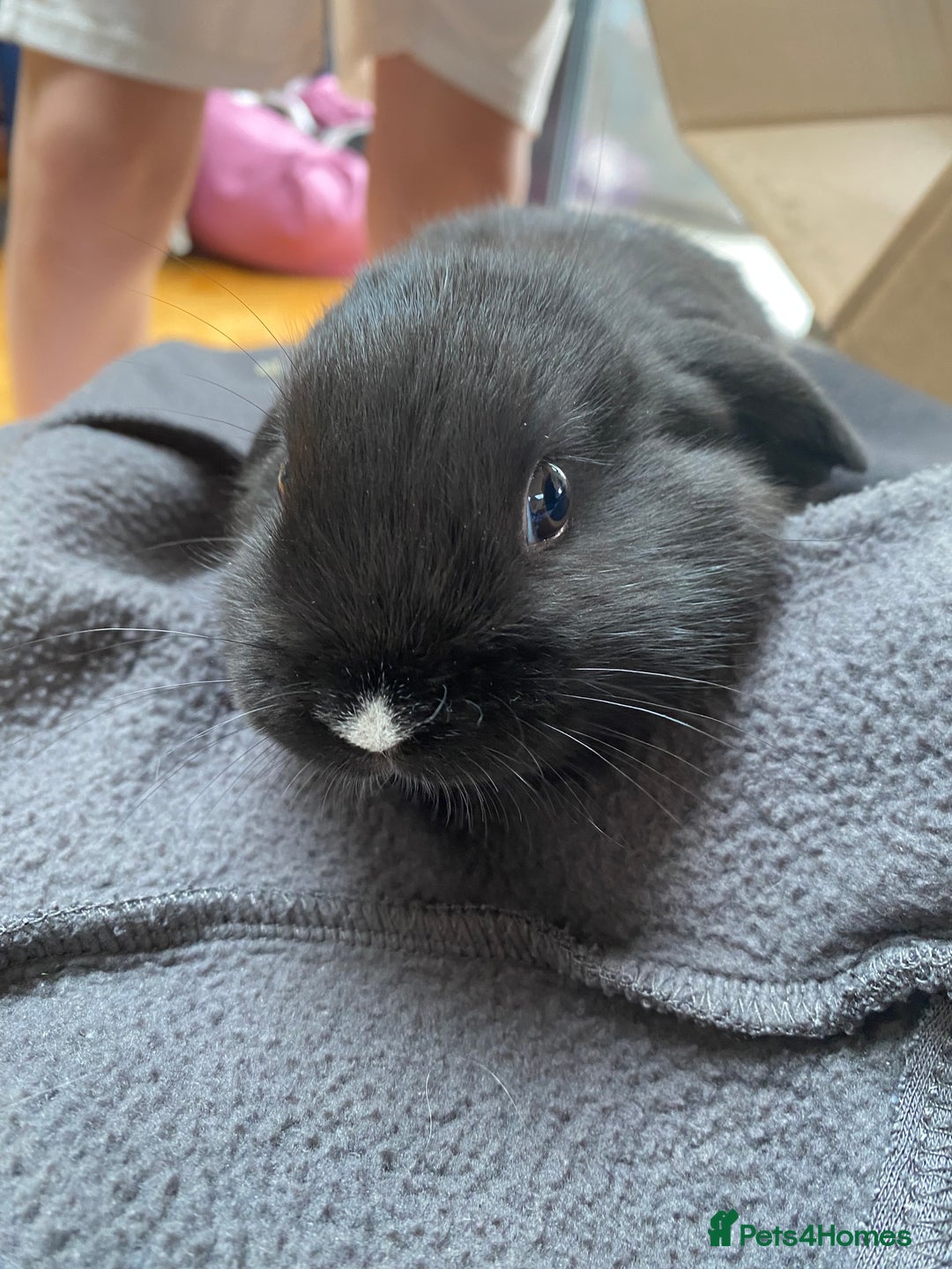 Mini Lop rabbits for sale: Two mini lops for sale - Image 4