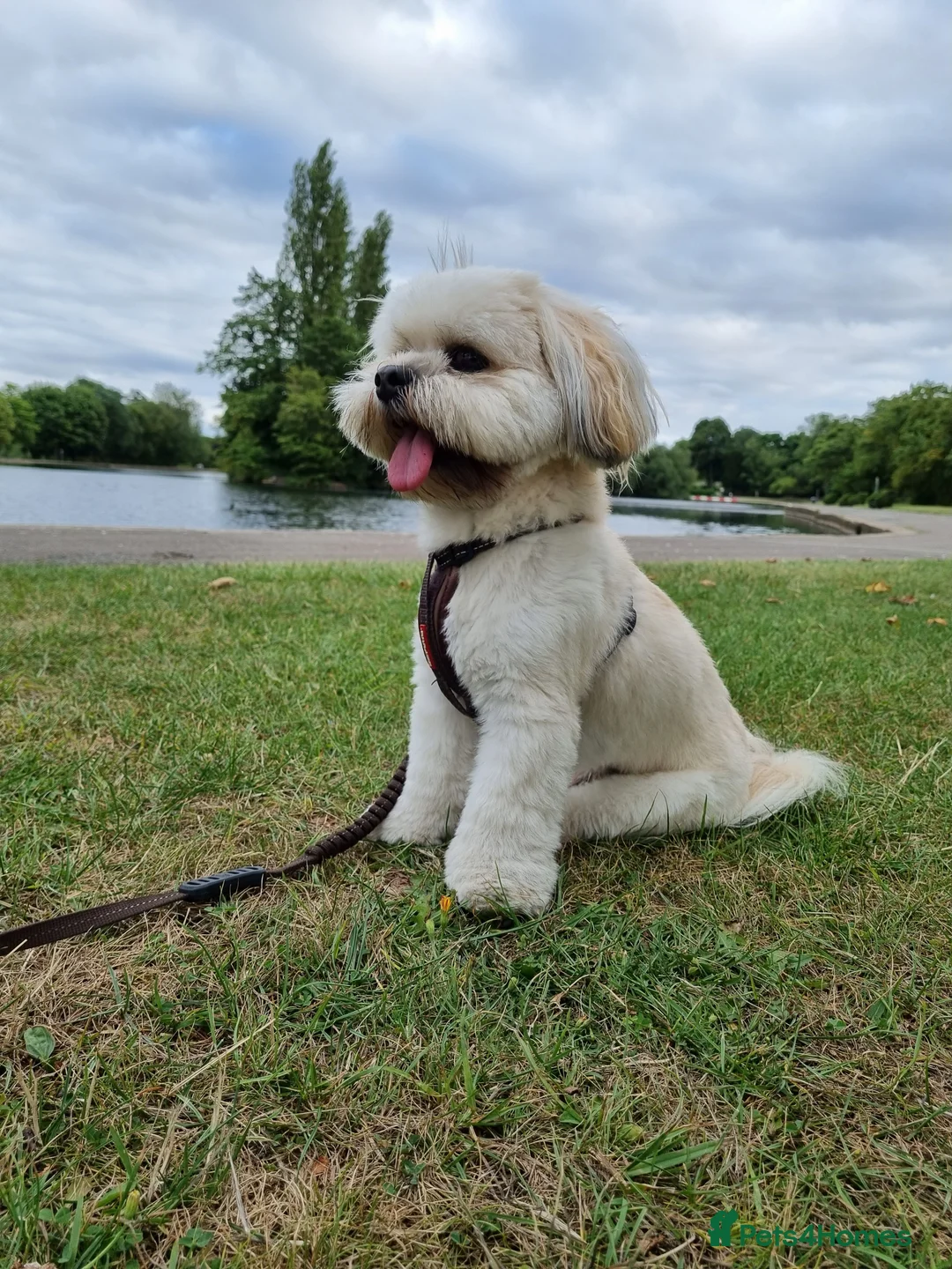 Lhasa Apso dogs for stud: Gorgeous proven pedigree Lhasa Apso for stud in Pontefract - Advert 7