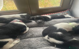 English Springer Spaniel dogs for sale: Beautiful English Springer Spaniels - Image 14