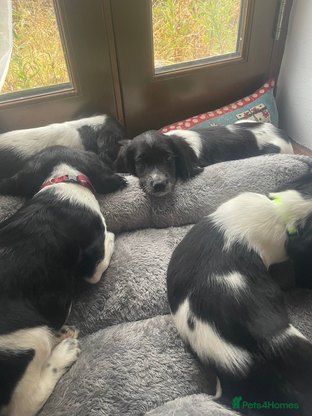 English Springer Spaniel dogs for sale: Beautiful English Springer Spaniels - Image 14