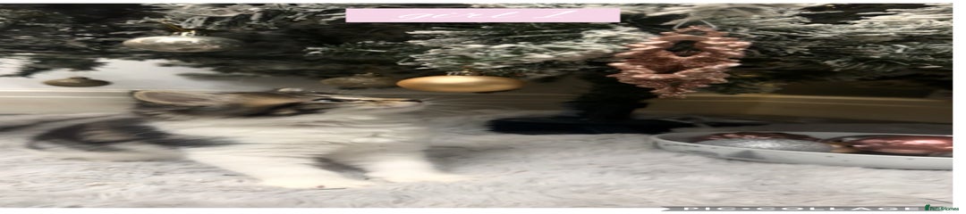 Domestic Shorthair Kitten 4