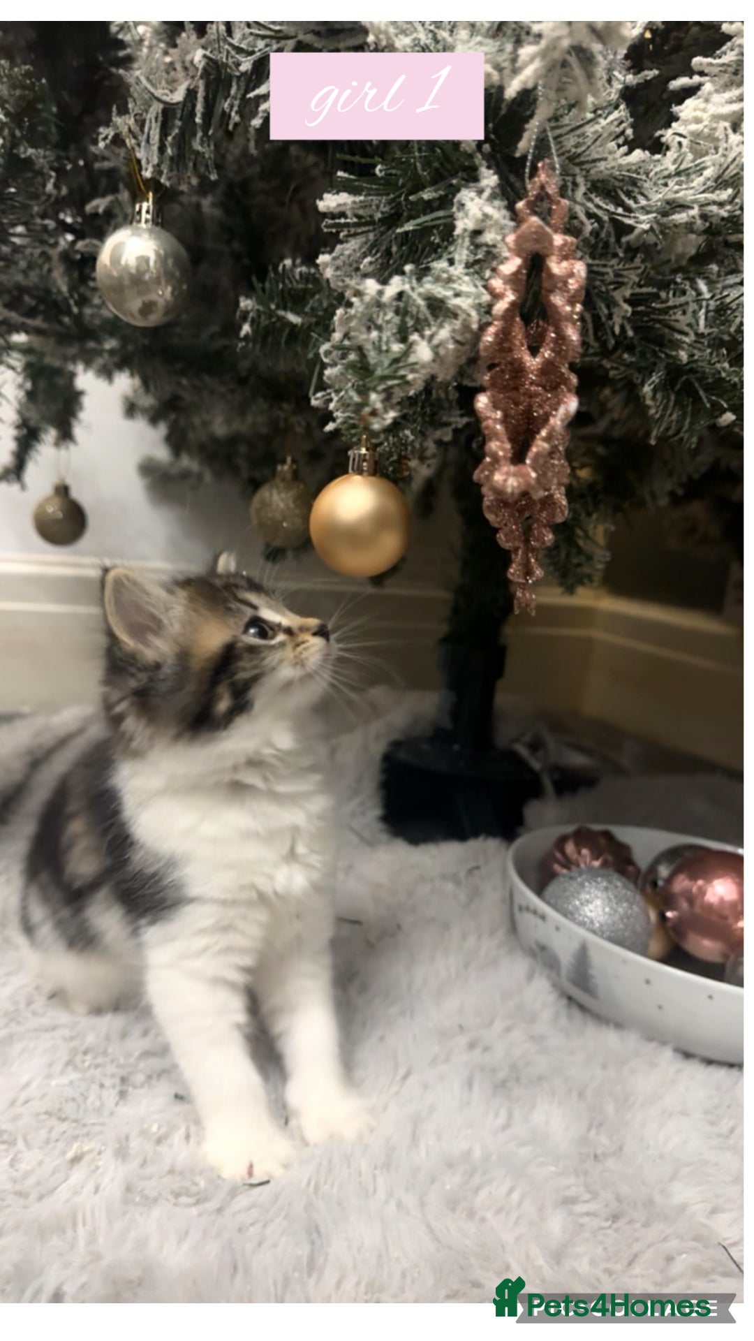 Domestic Shorthair cats for sale: kittens  - Advert 4