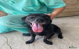Mixed Breed dogs for adoption: Madison, 2 yrs approx. Available for adoption.. - Image 9