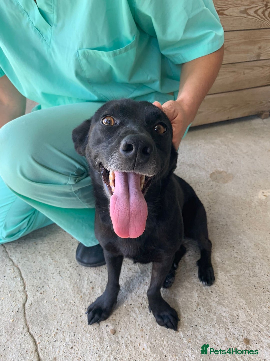 Mixed Breed dogs for adoption: Madison, 2 yrs approx. Available for adoption.. - Image 9
