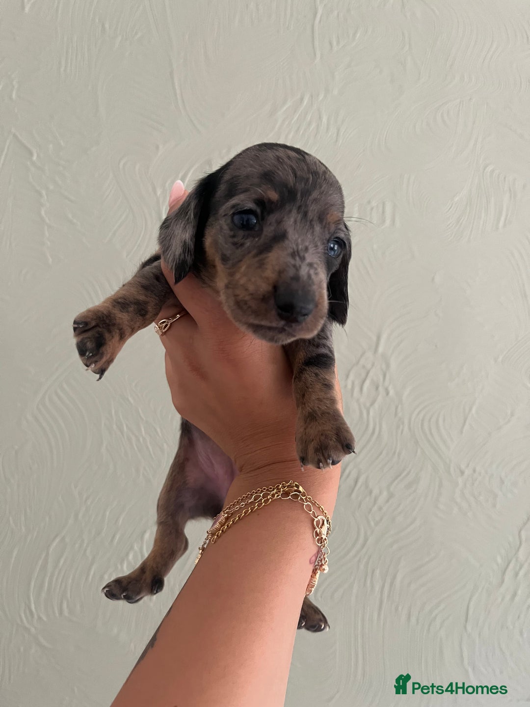 Miniature Dachshund dogs for sale: Miniature dachshunds  - Image 5