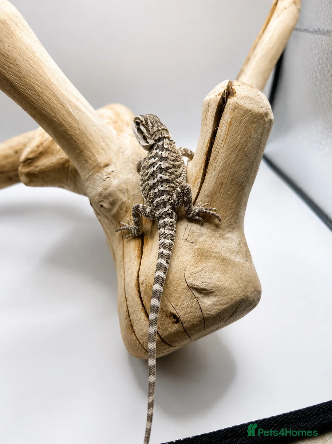Bearded Dragon reptiles for sale: Bearded Dragon Hatchlings – Black Country Dragons - Advert 2