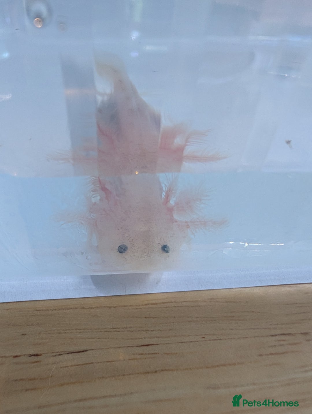 Axolotl reptiles for sale: Baby leucistic axolotls for sale.  - Advert 2