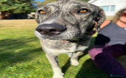 Mixed Breed dogs for adoption: Judie is searching for her forever home  - Image 4
