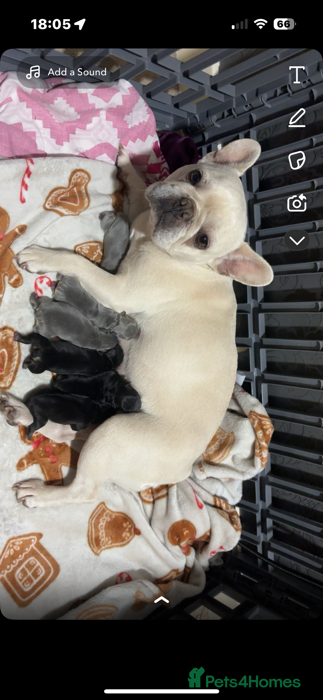 French Bulldog dogs for sale: French bulldog puppy  - Advert 5