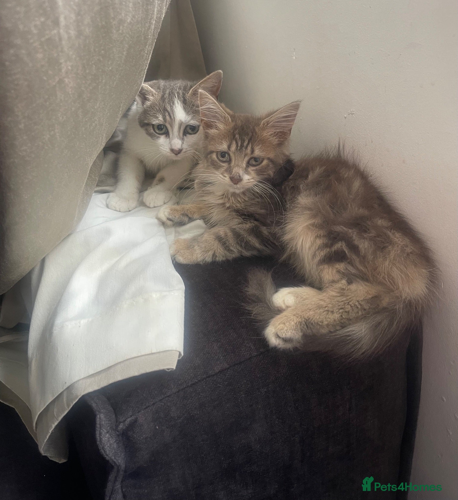 Mixed Breed cats Lovely kittens ready  - Advert 1