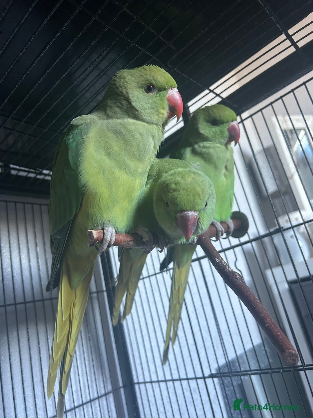 Ringnecks birds for sale: Hand reared baby ringnecks  - Image 2