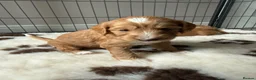 Mixed Breed dogs for sale: Stunning Australian Labradoodle Puppies  - Advert 13