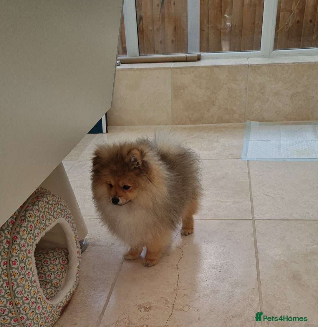 Pomeranian dogs for sale: Stunning Teddy purebreed Russian/Ukrainian poms in Basildon - Image 14
