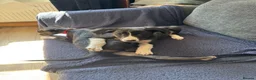 Mixed Breed dogs for sale: LAST BOY- Saluki Greyhound puppies - Advert 3