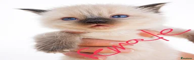 Ragdoll 5